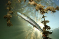   Pickerel sun  